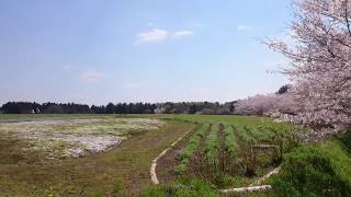 【富田都市農業交流センター散歩(後編)】芝桜の後はソメイヨシノを眺めながら歩きます。