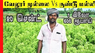 வேலூர் முல்லை Vs குண்டு மல்லி சாகுபடி|Jasmine cultivation in tamil|Tiffin Carrier