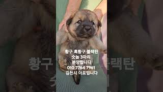 국견협회 순수혈통 토종진돗개 010 7764 7961