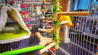 Adorable Tubby Kakariki Jumps Around In Her Cage