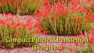 The Compact Pineleaf Penstemon (Penstemon pinifolius) | Evergreen Perennial