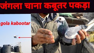 Tray To Cach Pigeons Successful//एक हरा दोबाज़ कबूतर पकड़ा//jangla channa kabootar pakda/मकोई आँख का