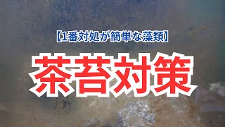 【すぐに無くなるから心配しないで！】水槽の茶苔（珪藻）対策