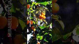 Mirabelle Plums #nature #fruit #plum #mirabelle #youtube #shorts #viral