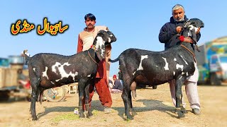 Big Goats Of Khawar Khan Of Sahiwal - Bkra Mandi Sahiwal