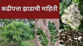 कढीपत्ता झाडाची सविस्तर माहिती ( Curry tree Plant ) Information