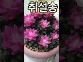 핑크 취설송 꽃피는 미니 다육이 선인장 다육이 희귀 특이한 식물 키우기