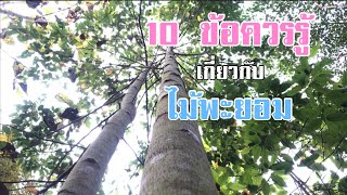 10 ข้อควรรู้เกี่ยวกับไม้พะยอม ต้นไม้น่าปลูก [ดินแดนแห่งเสรีภาพ]