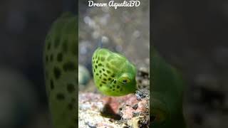 Green pufferfish