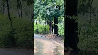 Rare Sight! Deer Crossing the Road in Munnar, Kerala | Wildlife Encounter in the Hills