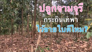 ปลูกต้นไม้ไว้ขายใบ ปลูกต้นอะไรดี ? [ดินแดนแห่งเสรีภาพ]