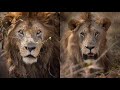 scarface the lion documentary story of the most famous lion ever u0026 his brothers musketeer males