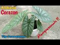 Alokasia Corazon | Tips Perawatannya