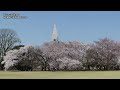 4k japan cherry blossom spots sakura 日本の桜名所 絶景 京都 kyoto 吉野山 弘前公園 上野公園 新宿御苑 姫路城 千鳥ヶ淵 花見 満開 観光 旅行