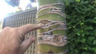 Planting QUALITY Kentia Palms