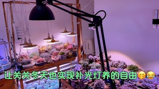 李滚滚：去年关关送我的金卤灯，我现在物归原主啦，还附送两个给她｜室内养多肉