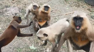 animals :baby langur game | Bandar Hanuman monkey