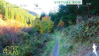 Treadmill Workout Scenery | Virtual Running Videos For Treadmill | Virtual Run Forest 40 Minutes