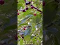 Cherry in the Forest of Czech Republic| Forest Fruit|Analyn Dg