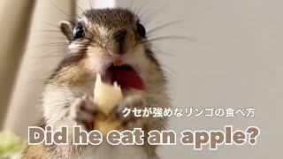 シマリスのクセが強いリンゴの食べ方/Chipmunk doesn't eat an apple/