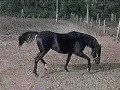 khesir bwa black stallion