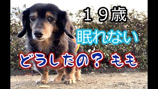 ももとの日々＃178 昼夜逆転？眠れなくて吠え続ける19歳6カ月シニア犬