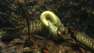 ウツボがデスロールで伊勢海老を捕食 #伊勢海老 #貴重映像 #捕食 #prey