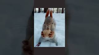 squirrel eating nuts|| அணில் பற்றிய தகவல்கள்|| கொறித்தல்