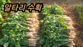 알타리 수확하기/ 총각무 수확/ 청갓 브로콜리 상추 수확/ 텃밭가꾸기/ 텃밭농사/ 주말농장