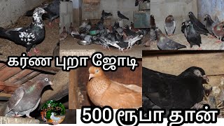 கர்ண புறா ஜோடி 500 ரூபா தான் || A pair of Karna pura is 500 rupees || Kunji pura