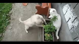 New funny animals 😂 funniest cats and dogs videos 😺🐶