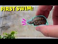 Baby Turtles Swim For The First Time!