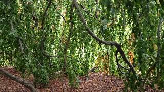 Under a giant tree (Saalfeld/Saale, Thuringia)