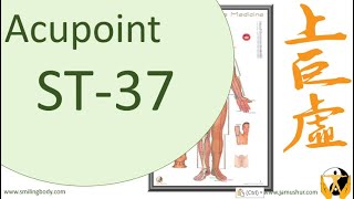 Acupoint ST 37