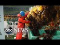 Faroe Islands farmers use seaweed as an underwater solution to combat climate change | Nightline