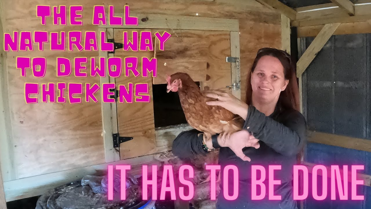 Preventing Worms In Our Chickens The ALL NATURAL Way - YouTube