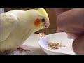 初めてインコの雛をお迎する前考えて欲しい事【オカメインコのきなこ】