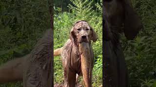 Xiaobao is so naughty that he has bitten all the fish in the village. Labrador