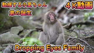 【赤ちゃん・ニホンザル・４K動画】動揺する小夏ちゃん