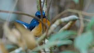 Hill Blue Flycatcher (male) | นกจับแมลงคอน้ำตาลแดง (ตัวผู้)