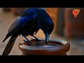 classic bedtime stories for kids the thirsty crow වතුර සෙවු කපුටා a lesson in problem solving