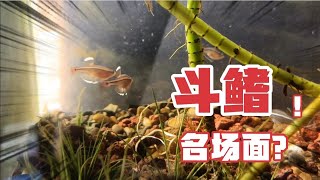 这两个霸王，一有空就喜欢干仗! 白云金丝 斗鳍集锦 Fight and aggression among male fish