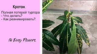 КРОТОН с ПОЛНОЙ ПОТЕРЕЙ ТУРГОРА - что делать? Как реанимировать?