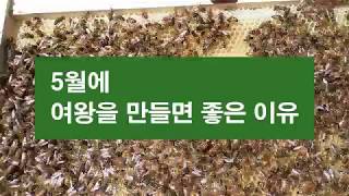 5월에 여왕을 만들면 좋은 이유, 이충이나 교미여행 성공율이 높다