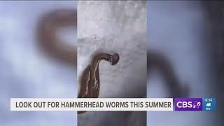 Invasive and poisonous hammerhead worms found in East Texas