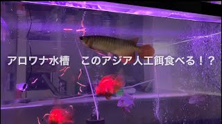 アロワナ水槽　この紅龍　人工餌食べる！？