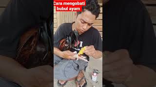 cara mengobati bubul ayam #ayamsakit #ayamsehat #shortvideo