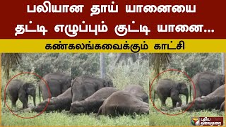 பலியான தாய் யானையை தட்டி எழுப்பும் குட்டி யானை... கண்கலங்கவைக்கும் காட்சி | PTD