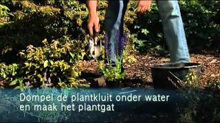 Groepen Bloeiende Vaste Planten