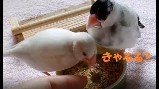 ん？きゃるる？　9歳文鳥の介護#253